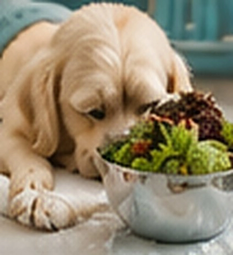 A golden puppy beside a bowl of fresh, wholesome food