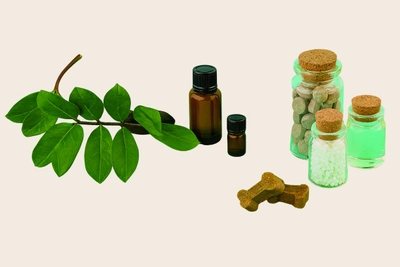 Fresh botanicals and apothecary jars